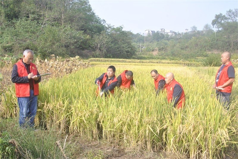 涪陵區農學會專家組再生稻收割測產2.JPG