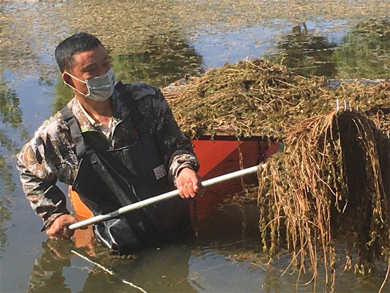 保洁员景观河打捞水草.jpg